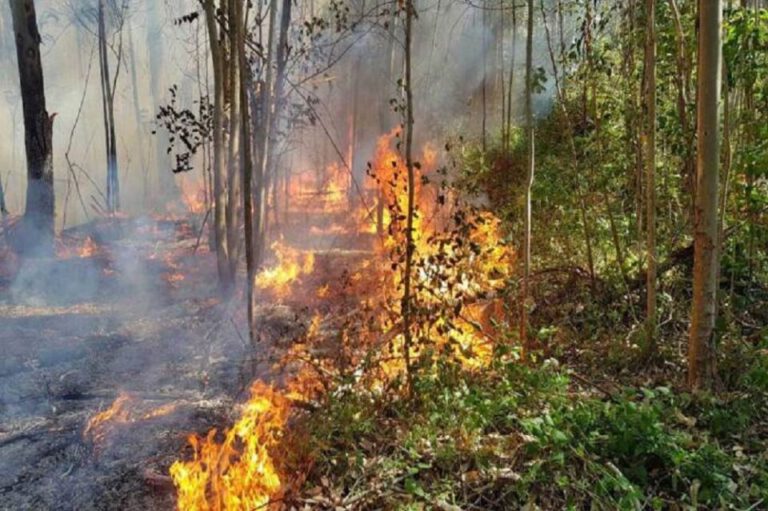 Ambiente capacita a brigadistas en Entre Ríos, Misiones y San Luis