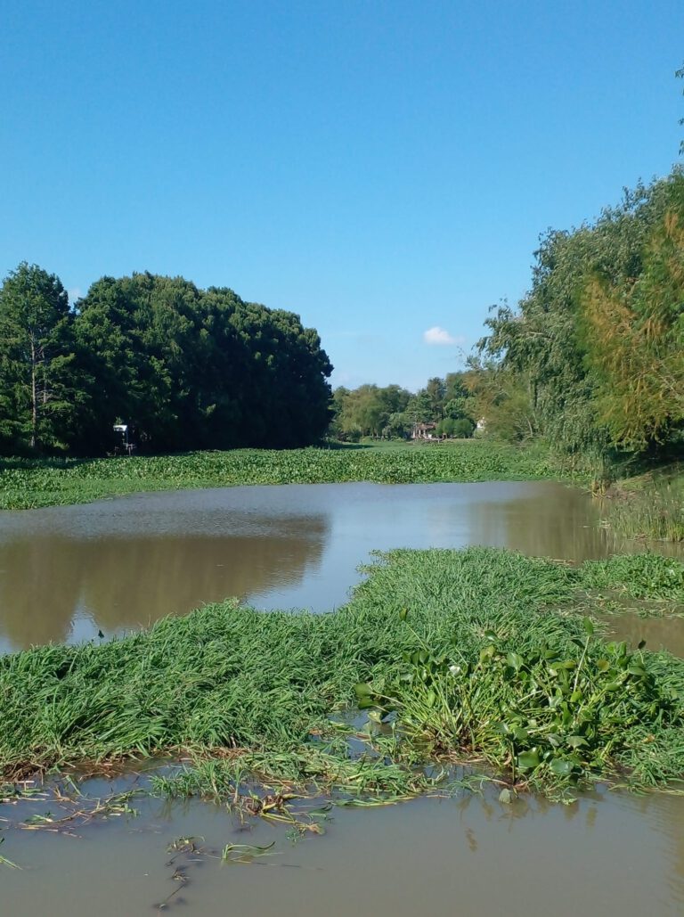 Reclamo de los isleños por los arroyos tapados por camalotes