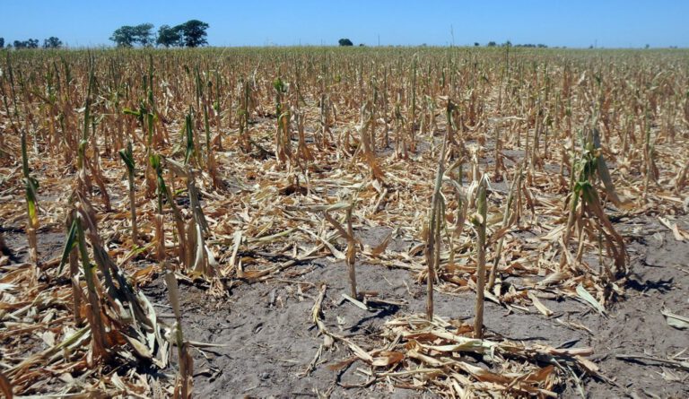 Por la sequía, la agricultura en Entre Ríos registra una pérdida récord del 40% interanual