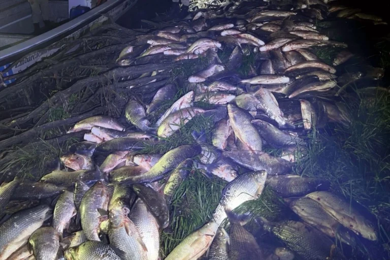 INCAUTARON MÁS DE 2 MIL KILOS DE PESCADO EN LA ZONA DE VILLA PARANACITO: VALEN ALREDEDOR DE $7 MILLONES