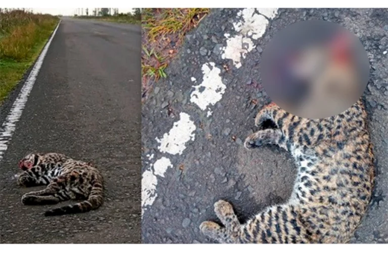 ATROPELLARON A UN GATO MONTÉS EN UNA ZONA RURAL CERCANA A URDINARRAIN
