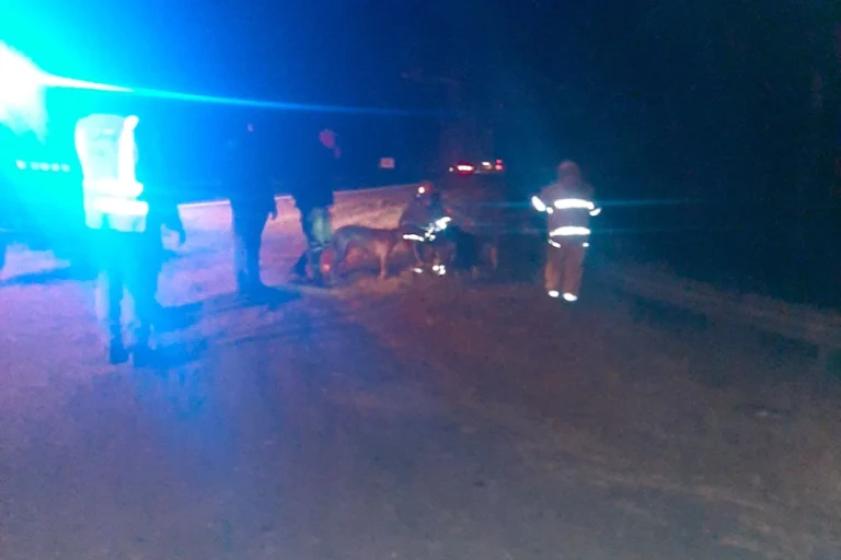 UN AUTO CAYÓ AL SAGASTUME Y RESCATARON A CUATRO PERSONAS Y SUS PERROS