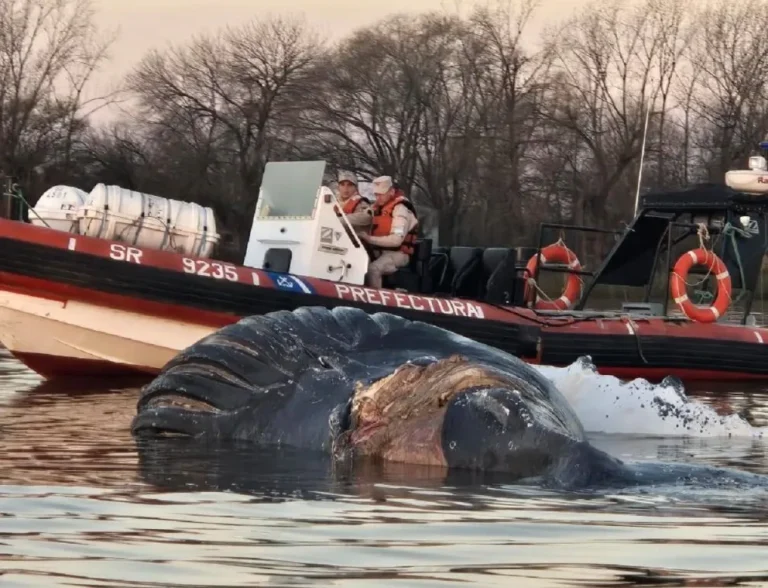 DESCUBREN UNA BALLENA MUERTA FLOTANDO DEBAJO DEL PUENTE ZÁRATE – BRAZO LARGO