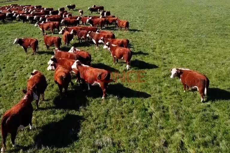 LA HACIENDA EN PIE EN ENTRE RÍOS AUMENTÓ 4,86% DURANTE SEPTIEMBRE