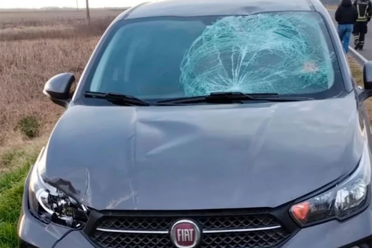 UN AUTO CHOCÓ CONTRA UN CIERVO Y FUE EMBESTIDO POR OTRO VEHÍCULO EN RUTA 11