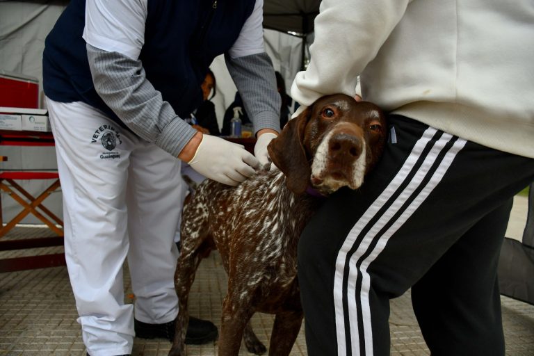 JORNADA GRATUITA DE VACUNACIÓN ANTIRRÁBICA EN GUALEGUAY