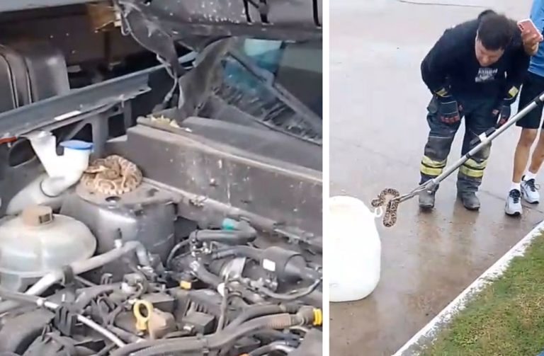 BOMBEROS RESCATAN YARARÁ DEL MOTOR DE UNA CAMIONETA EN GUELEGUAYCHÚ