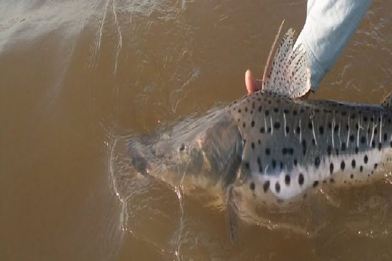 EN ENTRE RÍOS RIGE LA VEDA PARA LA PESCA DE SURUBÍ HASTA EL 15 DE MARZO