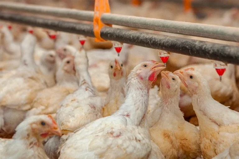 ARGENTINA RECUPERÓ EL STATUS DE “PAÍS LIBRE DE INFLUENZA AVIAR” Y REACTIVÓ EXPORTACIONES