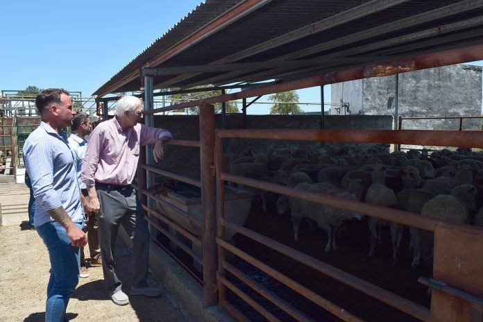 Gualeguay faena ovina