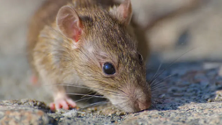 PREOCUPACIÓN EN ZONA DE ISLAS POR CASOS DE HANTAVIRUS DURANTE 2025