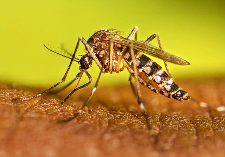 Instan a sostener las acciones contra el dengue durante el invierno
